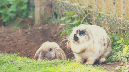 How to Keep Your Rabbit’s Nails Short Without Cutting - Digging Areas
