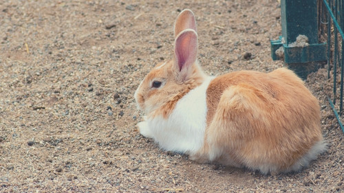 How to Keep Your Rabbit’s Nails Short Without Cutting - Rough Surfaces
