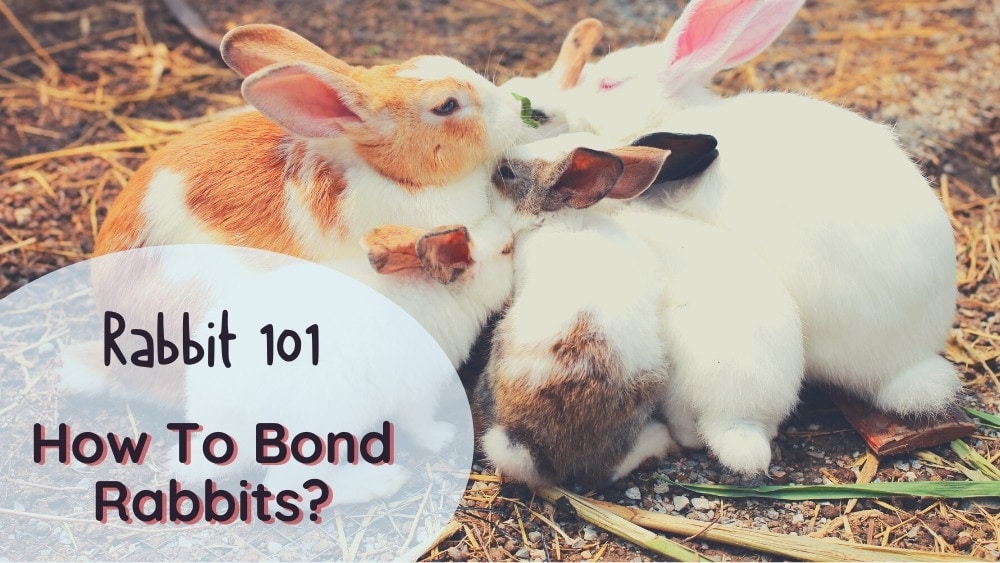 How to Introduce and Bond Rabbits