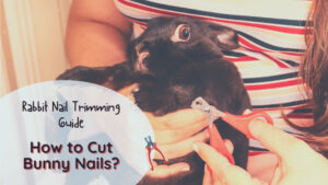 how to cut bunny nails - rabbit nail trimming