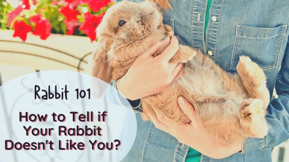 Does Your Rabbit Hate You? What To Do if Your Rabbit Doesn’t Like You