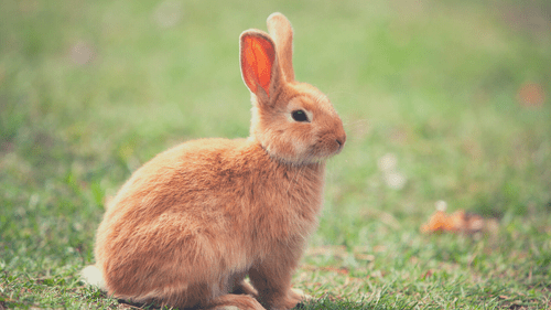 rabbit playing outside