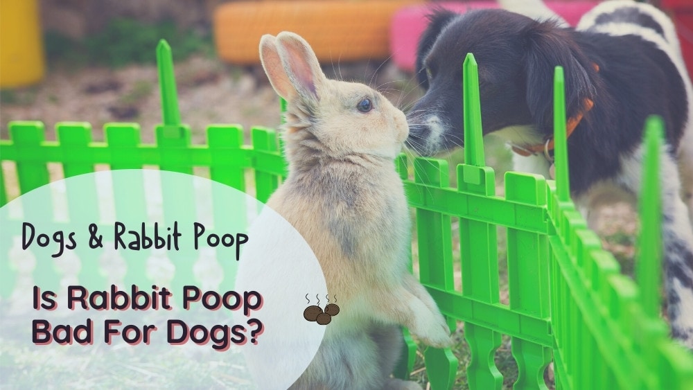 Is Rabbit Poop Bad For Dogs