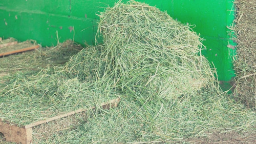 Is Timothy or Alfalfa Hay Better for Rabbits