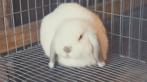 rabbit inside pet cage