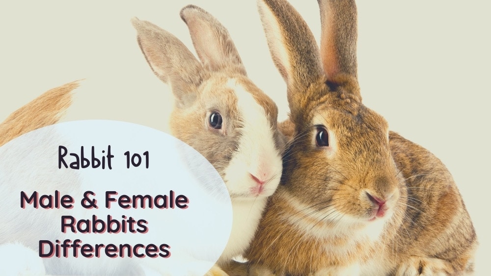the male and female rabbits differences