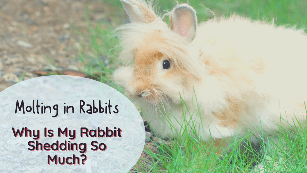 Molting rabbits Why my Rabbit is Shedding