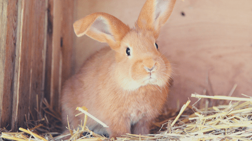 rabbit sitting on hay
