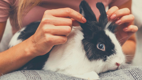 Pet Rabbit Supplies - Bunny-Proofing Supplies