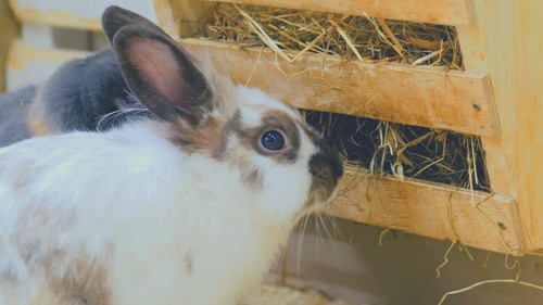 Pet Rabbit Supplies -Hay Rack