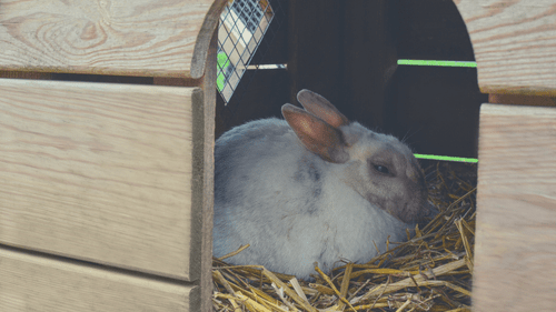 Indoor Rabbit Enclosure Setup: Step by Step - Placing the Shelters