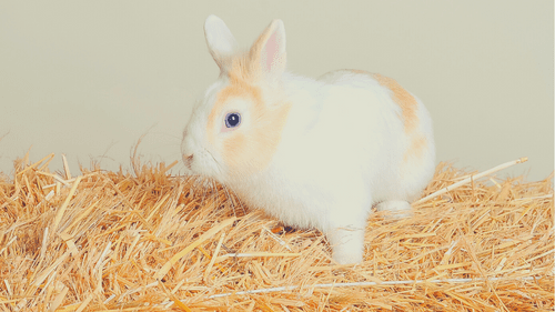 bunny in a quality litter hay
