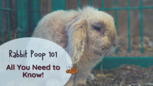 Rabbit poop 101