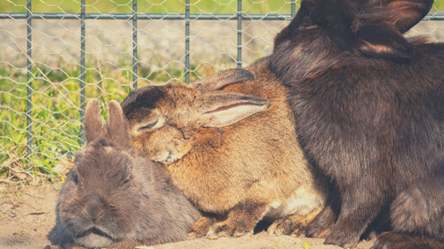 Rabbits Groom Themselves and Each Other