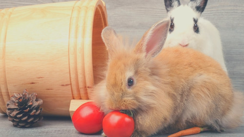 Rabbits enjoy eating tomatoes