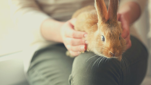 Restrain Your Rabbit With Another Person 