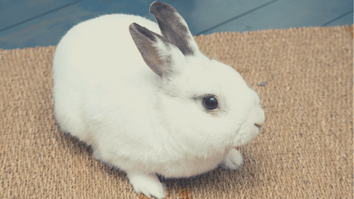 Indoor Rabbit Enclosure Setup: Step by Step - Setting Up Flooring