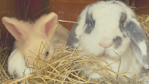 Indoor Rabbit Enclosure Setup: Step by Step - Setting Up the Hay Rack