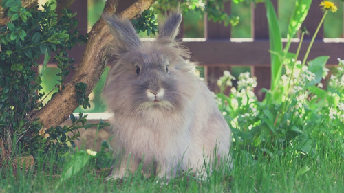 Shedding in long-haired breed rabbits