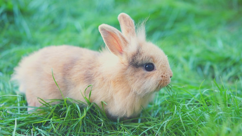 Shedding of the coat in young rabbits