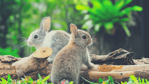 male-or-female-rabbit