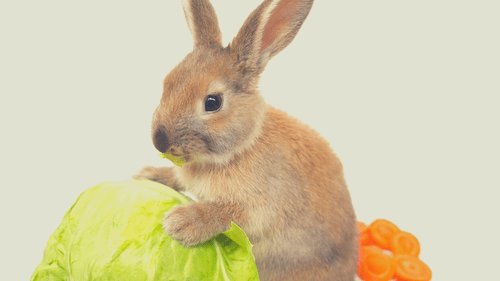 Rabbit holding cabbage