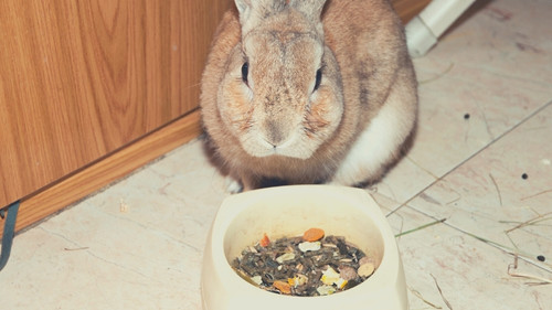 Transition a Rabbit’s Diet Slowly