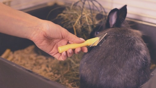 What Does Molting in Rabbits Look Like