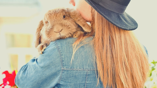 What Does a Healthy Relationship with a Pet Rabbit Look Like