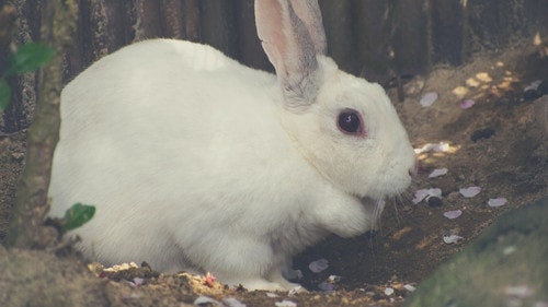 What Happens when Rabbits Eat Their Own Poop