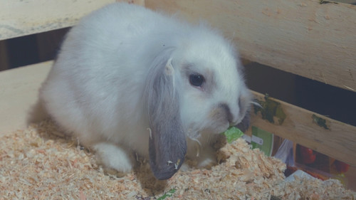 What Kinds of Poop Do Rabbits Produce