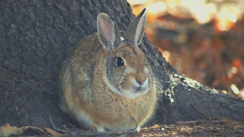 What Should You Do If Your Rabbit Dislikes You