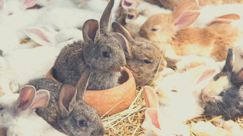 What Should You Do if Your Rabbit is Eating Her Babies - warm box