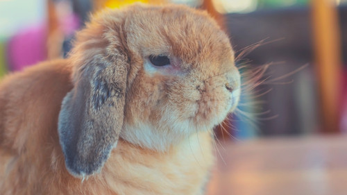 What breeds of rabbits are most expensive
