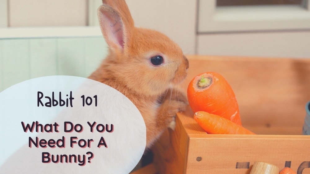 What do you need for a bunny? Pet rabbit supply list