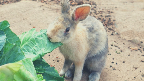 What is a healthy rabbit diet