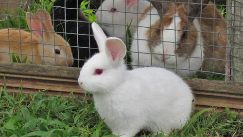 Where to Find a Friend For Your Rabbit