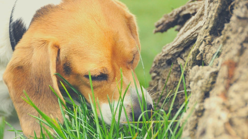 Why Do Dogs Eat Rabbit Poop - They are hungry