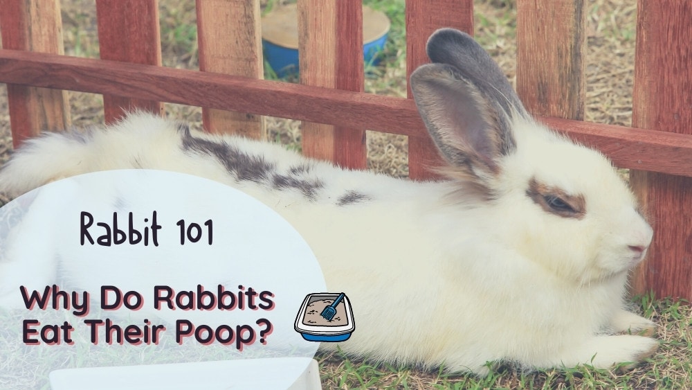 Why Do Rabbits Eat Their Poop