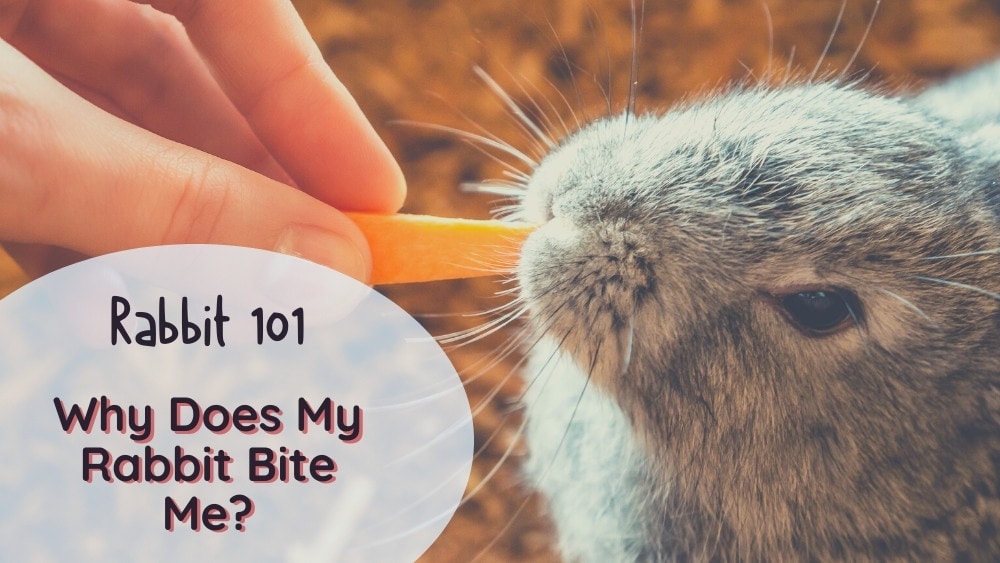 Why Does My Rabbit Bite Me - Answers and Solutions
