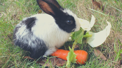 alternative rabbit snacks to tomatoes