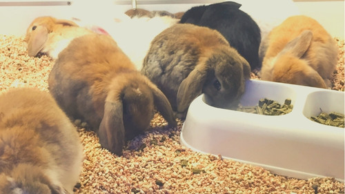 bunnies together