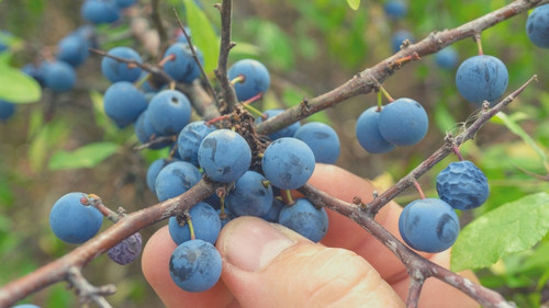 buy organic or wild grown blueberries