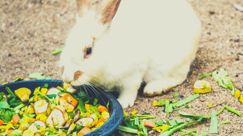 feed your bunnies other fruits