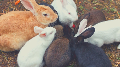 more than two rabbits can live together 