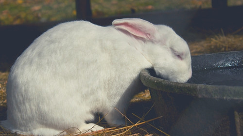 why mother rabbits might eat their own young - Malnourishment or Lack of Water