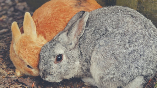 why mother rabbits might eat their own young - Mother Rabbit is Too Young