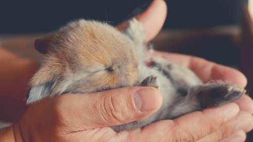 why mother rabbits might eat their own young - Stillborn or Unhealthy Babies