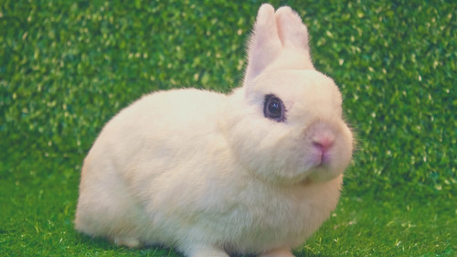 Are there any problems with owning a small rabbit - health problems