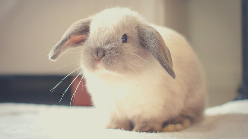 Are there any problems with owning a small rabbit - lop ears